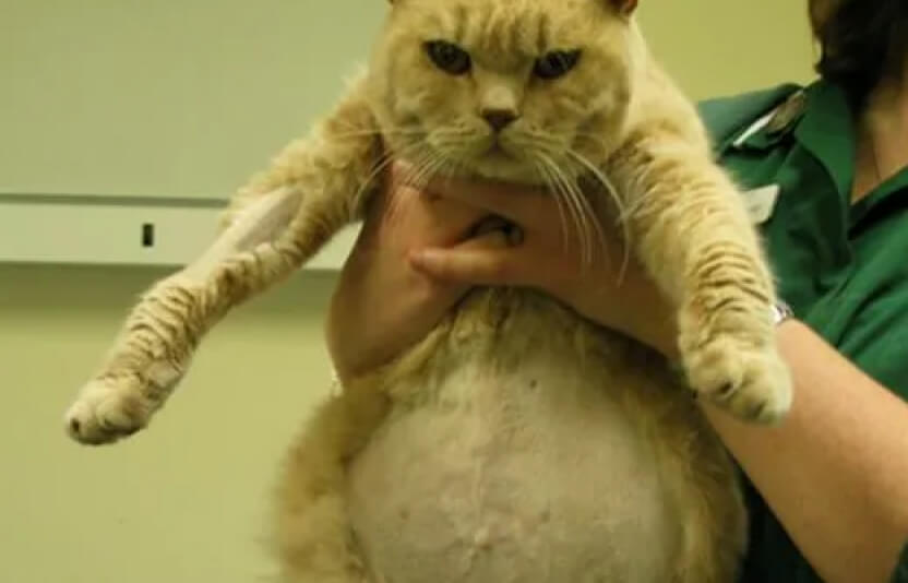 кошка с заметно увеличенным животом у врача